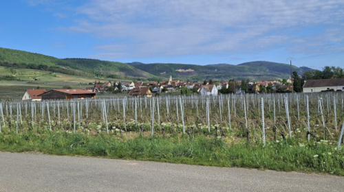 vignoble