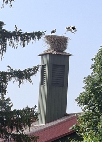 cigognes